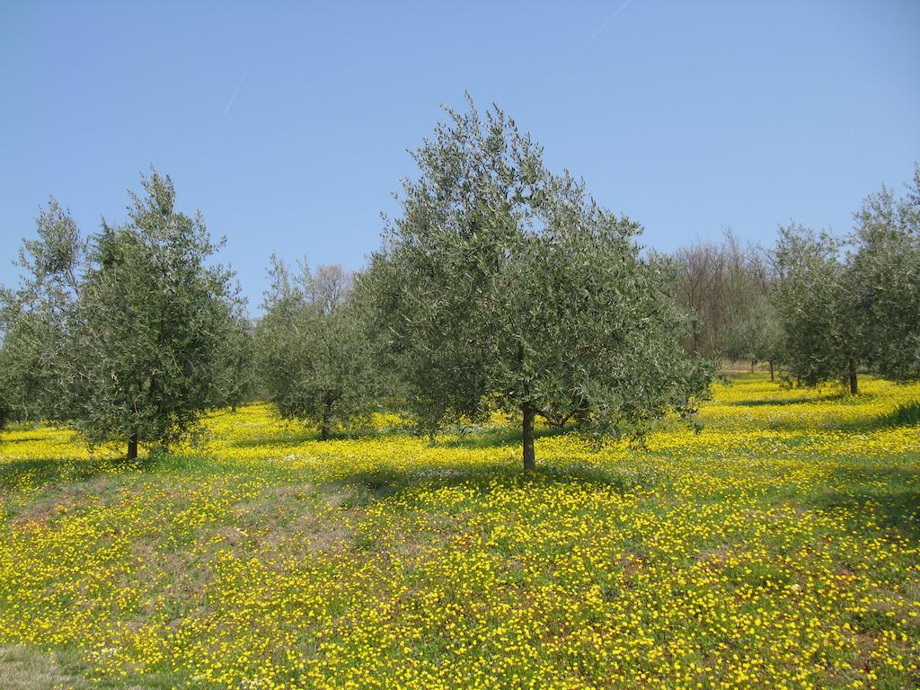 Paglia E Fieno Bed & Breakfast Villaga Bagian luar foto